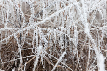grass covered with frost and snow in winter