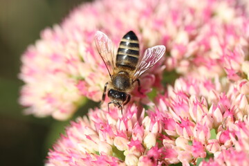 a honeybee is feeding on nectar at a pink sedum flower closeup