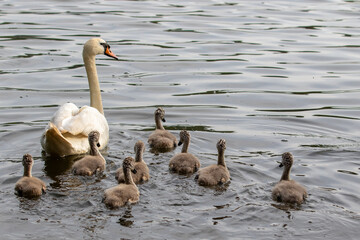 Family of swans swimming over calm water