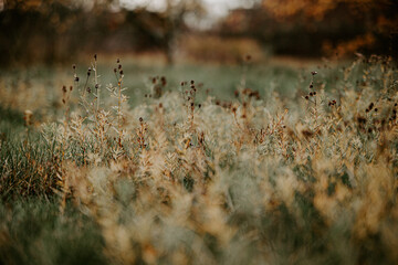 blurred abstract field of grass with the atmosphere of nature and village eco life