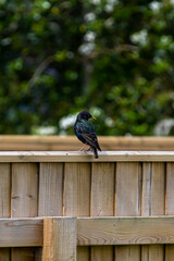 Starling perching on a wooden fence