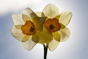 yellow daffodil in the spring season