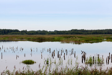 a lake with different plants