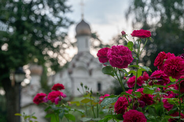 Amazing roses in the church garden (as Dostoevsky wrote, grown by the skillful hand of a gardener) in the historic Arkhangleskoye estate.. Symbol of russia ( to my mind)