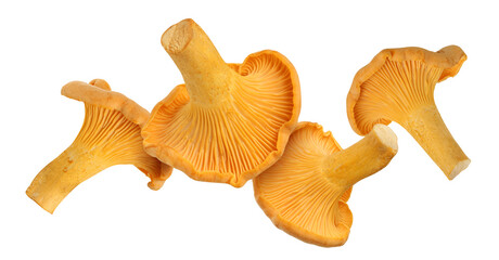 Fototapeta premium falling chanterelle mushroom isolated on a white background
