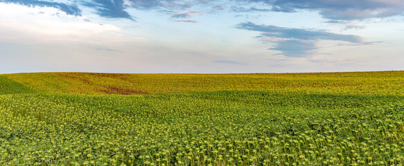 Fototapeta premium Big panoramic view of sunflower hills with beautiful afternoon sky in background