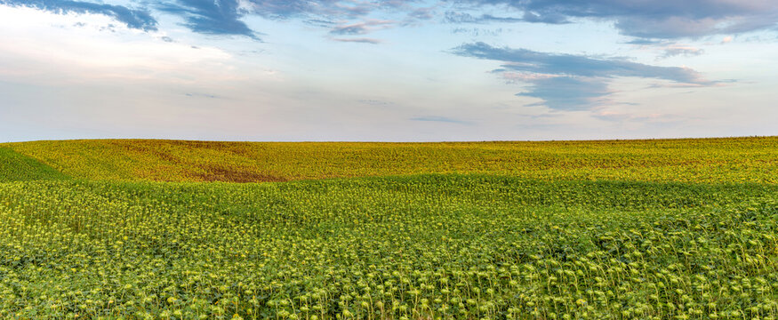 Big panoramic view of sunflower hills with beautiful afternoon sky in background
