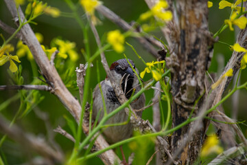 Sparrow perching on a branch collecting nesting materials 