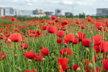 A view of a poppy field with buildings in the background