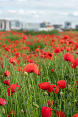 A view of a poppy field with buildings in the background