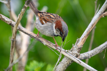 Close up of a sparrow perching on a branch