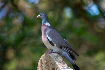 Pigeon perching on a gravestone