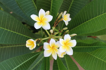 Beautiful white and yellow flowers, on a background of green leaves, Greece, Crete, 2021.