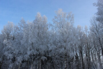 winter trees with snow on the branches and a blue sky
