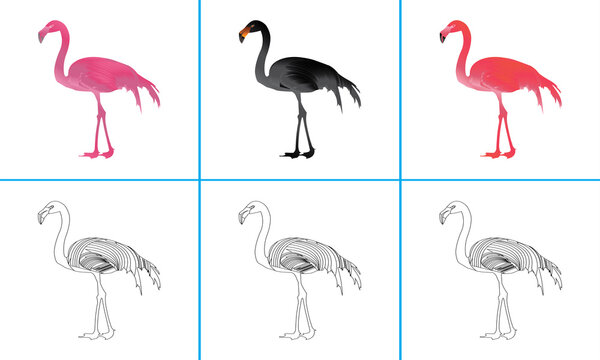 Pink,Black and Red Flamingo Bird Coloring Pages Design