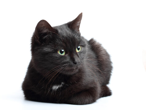 Small black cat sitting on white background