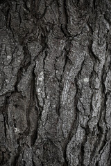 Black and white photo of textured tree bark