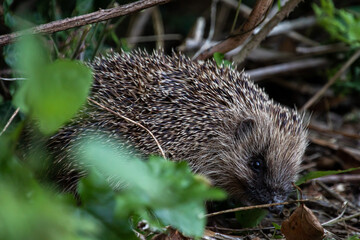 Hedgehog amongst leaves and undergrowth