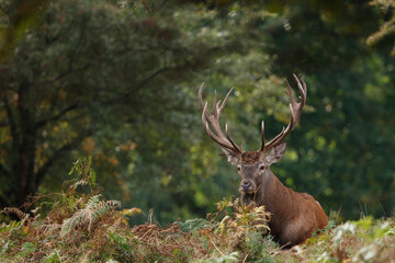 Cerf, Cervus elaphus