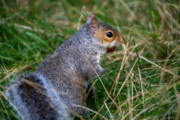 Naklejka na ściany i meble Squirrel standing amongst grass, eating a hazelnut