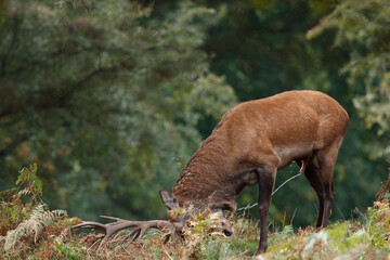 Cerf, Cervus elaphus