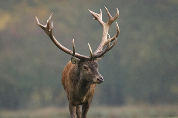 Cerf, Cervus elaphus