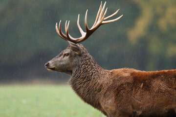 Cerf, Cervus elaphus