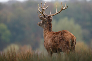 Cerf, Cervus elaphus