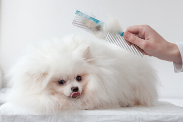 A very fluffy white small dog Pomeranian next to a hand with a comb on which there is a lot of...