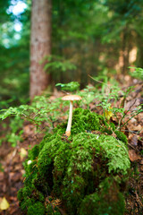 Closeup of a fly agarics in the forest. Close up of fly amanitas in the forest. Mushroom picking in a conifer forest.  