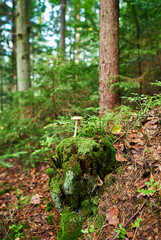 Closeup of a fly agarics in the forest. Close up of fly amanitas in the forest. Mushroom picking in a conifer forest.  