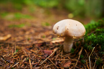 Closeup of a fly agarics in the forest. Close up of fly amanitas in the forest. Mushroom picking in a conifer forest.  