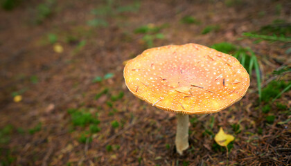 Closeup of a fly agarics in the forest. Close up of fly amanitas in the forest. Mushroom picking in a conifer forest.