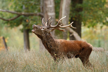 Cerf, Cervus elaphus