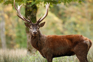 Cerf, Cervus elaphus