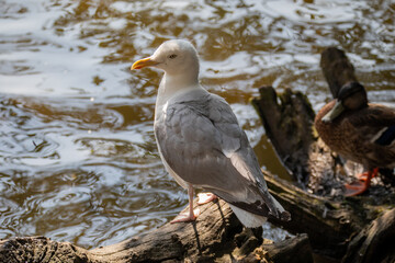 Seagull standing on a tree, close to the waters edge. 
