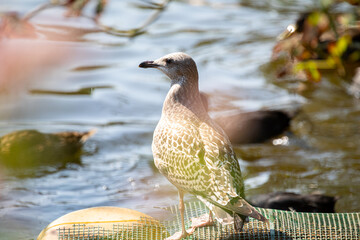 Seagull standing on a dock, with a natural rainbow colours 