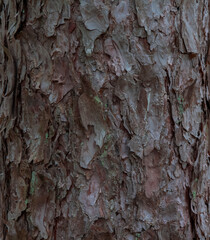pine tree trunk natural bark background, texture, abstract, copy space, pattern