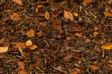 Natural decorative frame of green moss, mushrooms, leaves of a fern.