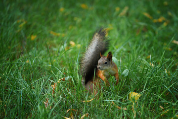 A squirrel in the green autumn grass in search of nuts