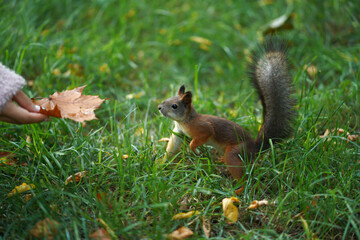 A squirrel in the green autumn grass looks at a leaf in a woman's hand