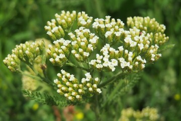 Fototapeta premium Yarrow plant blooming in the meadow, closeup
