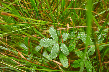 Water drops on fresh green grass background. Green grass background. dew in the morning