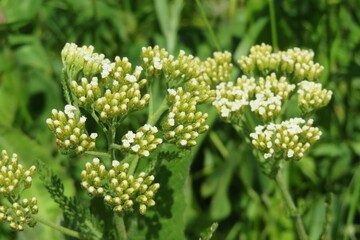 Yarrow flowers in the meadow on natural green background