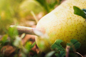 Yellow healthy organic pear on the ground