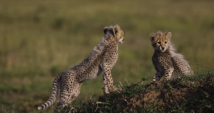 Slow motion close-up front view of cute young cheetah cubs interacting with each other on a termite mound in African savannah grasslands