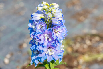 Close up on the flower of Delphinium x cultorum “Magic Fountain Sky Blue White Bee”. All...
