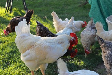 White rooster among hens. Domestic breeding of hens. A small chicken farm.