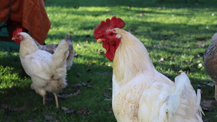 Domestic breeding of hens. Close-up of the head of a white rooster. A small chicken farm.