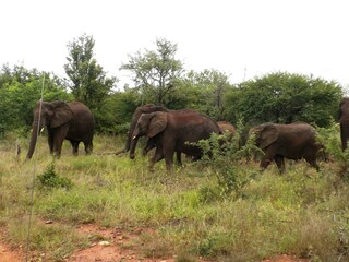 Obraz premium Kruger National Park, South Africa